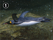 �L���O�y���M��