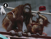 �I�����E�[�^��