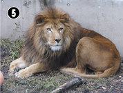 ���C�I��