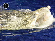 �W���x�C�U��