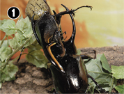 �w���N���X���b�L�[�u�r�R�[�J�T�X�I�I�J�u�g