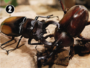 �J�u�g���V�u�r�Z�A�J�t�^�}�^