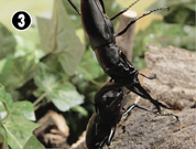 �}���f�B�u�����X�t�^�}�^�u�r�M���t�@�m�R�M��